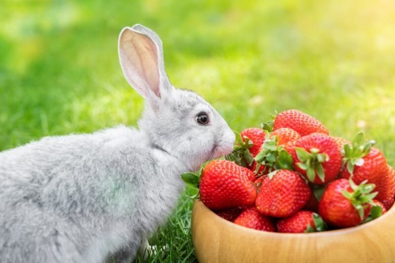 The 215 Best Cute & Cool Rabbit Name Ideas In 2023 We're All About Pets