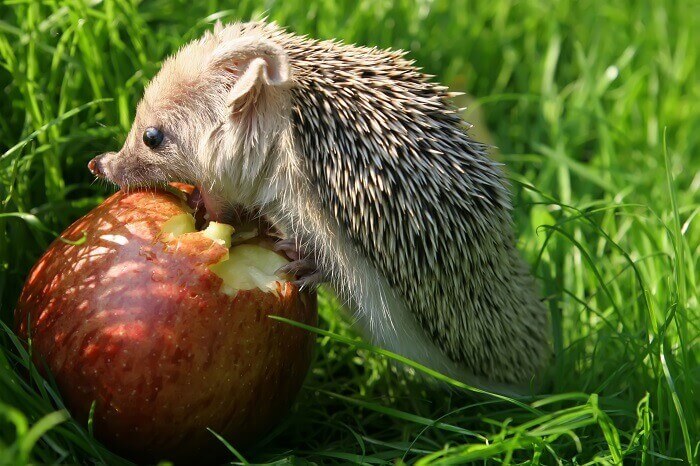 Pet hedgehogs are fairly gentle