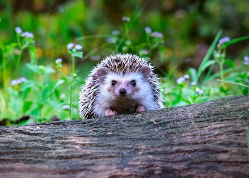 pet hedgehogs