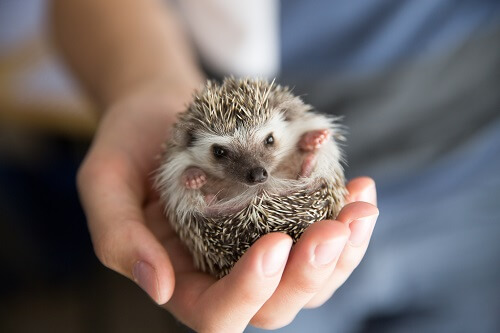 hedgehogs typically hibernate between October and April