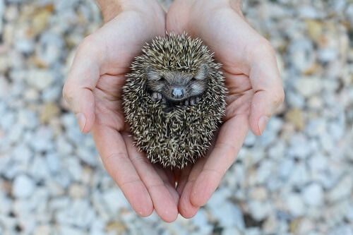 female hedgehogs