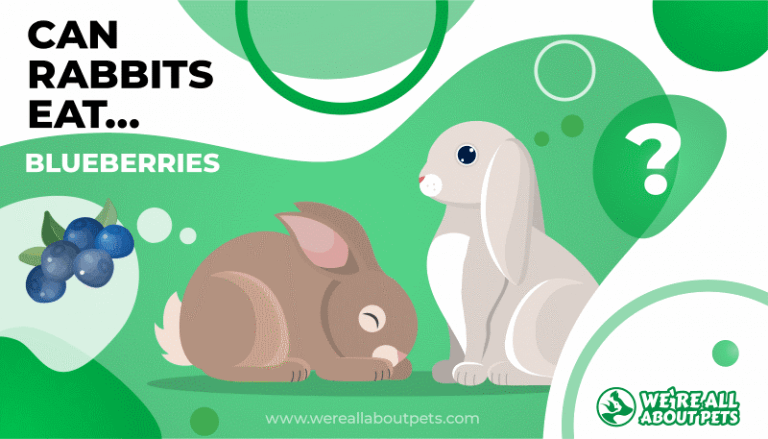 Can Rabbits Eat Blueberries?