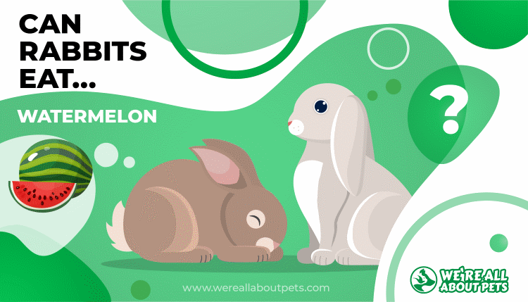 can rabbits eat watermelon