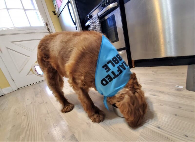crafted kibble fresh dog food crafted kibble fresh dog food