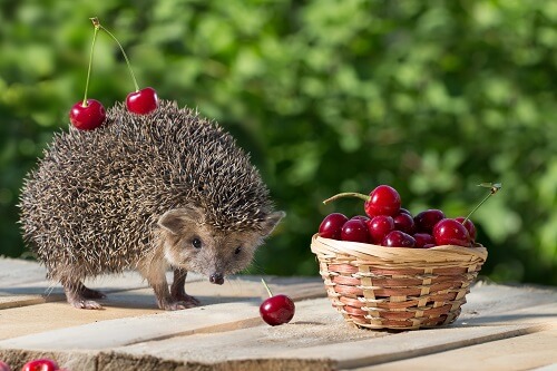 wild hedgehog