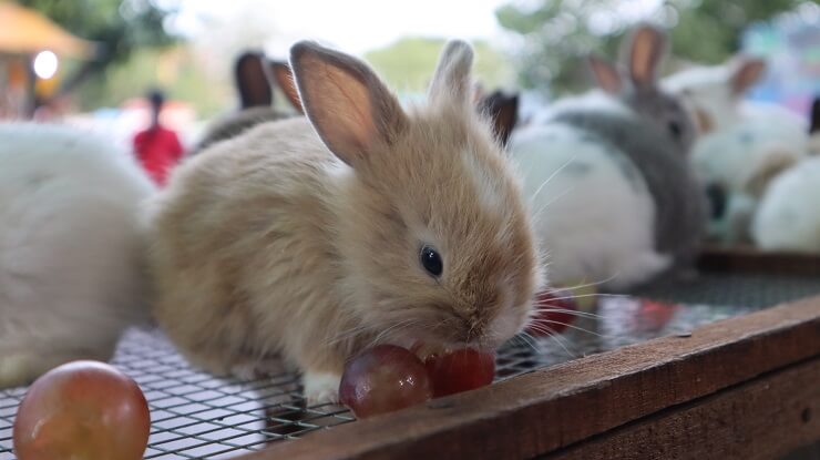 can-rabbits-eat-grapes-we-re-all-about-pets