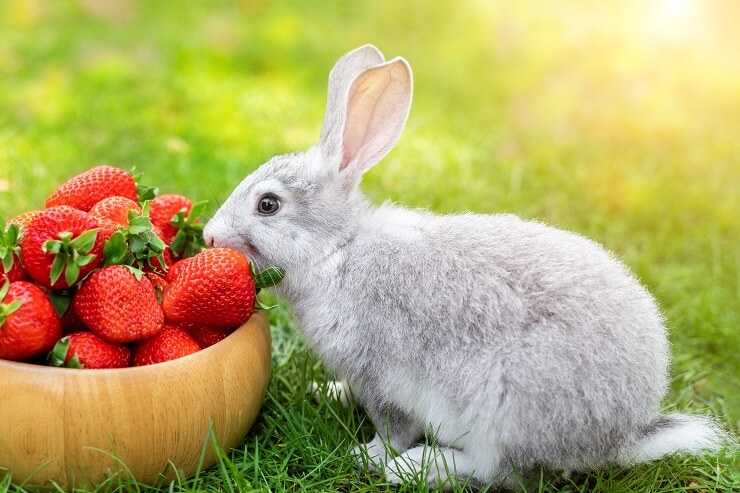 Can Rabbits Eat Strawberries? - We're All About Pets