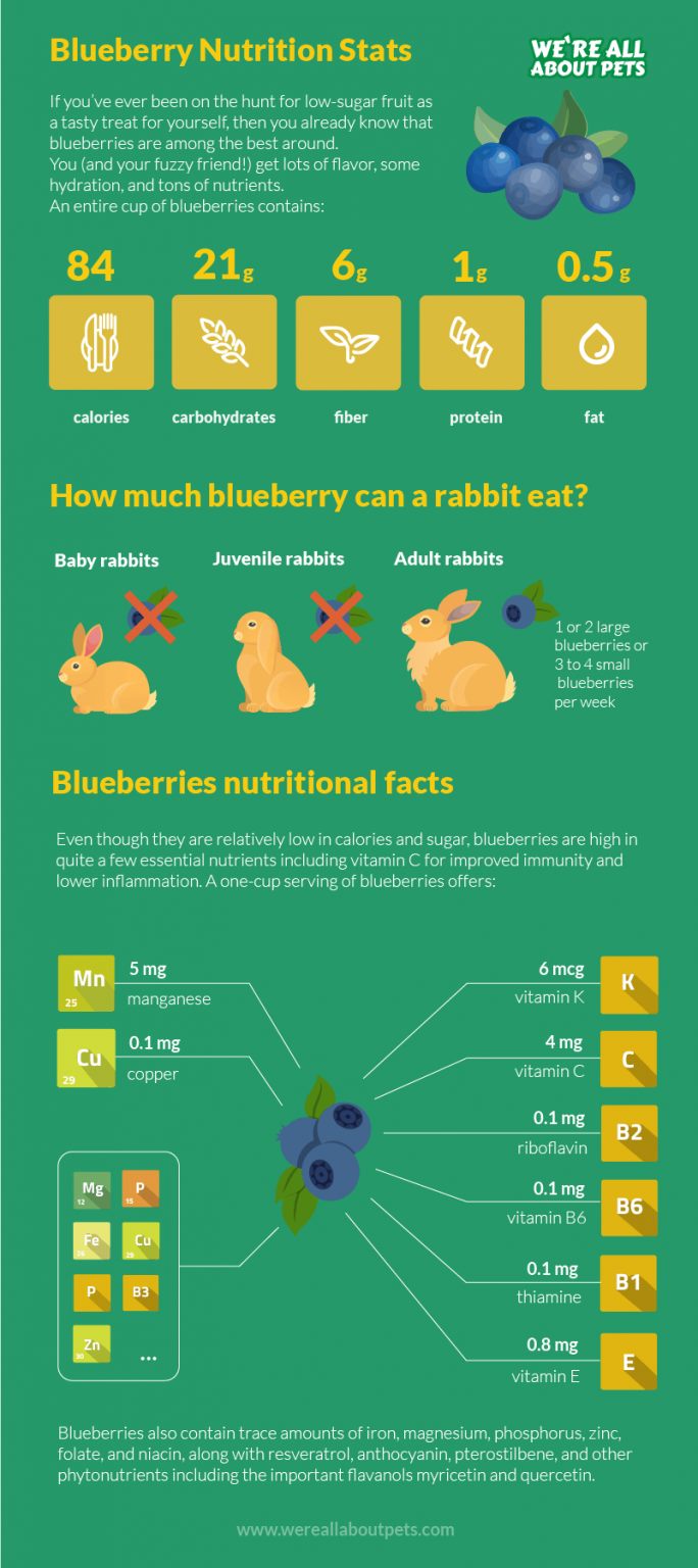 Can Rabbits Eat Blueberries? We're All About Pets