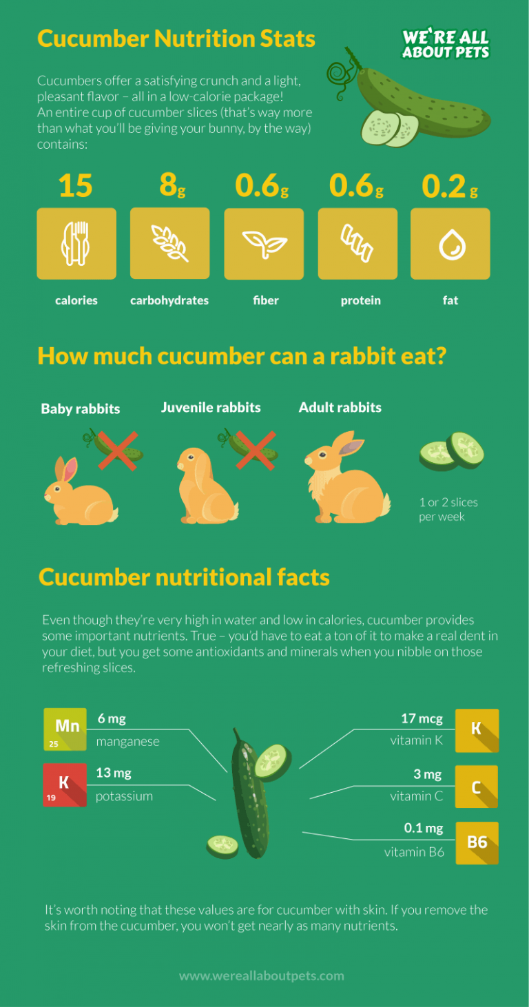 can-rabbits-eat-cucumber-we-re-all-about-pets