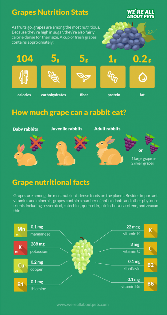Can Rabbits Eat Grapes? We're All About Pets