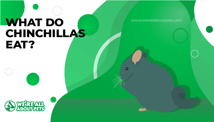 what do chinchillas eat