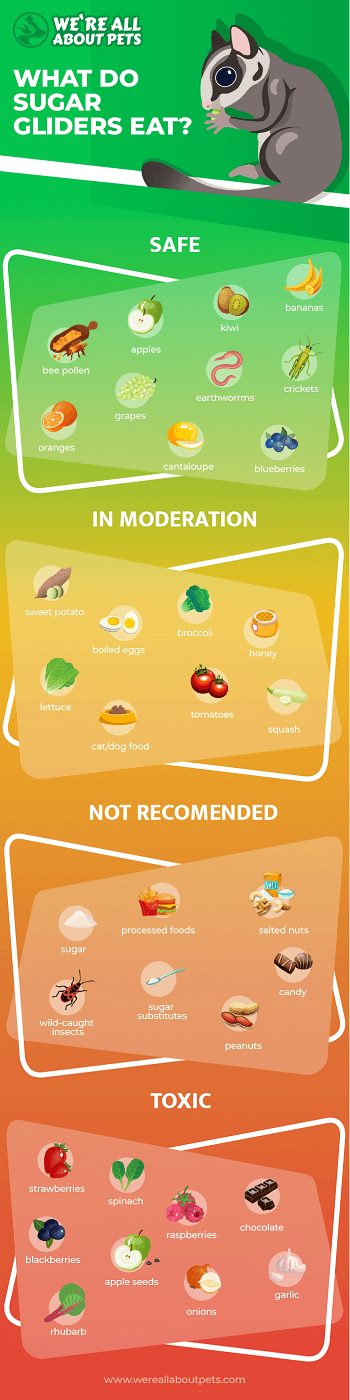 Foods sugar 2025 gliders can eat