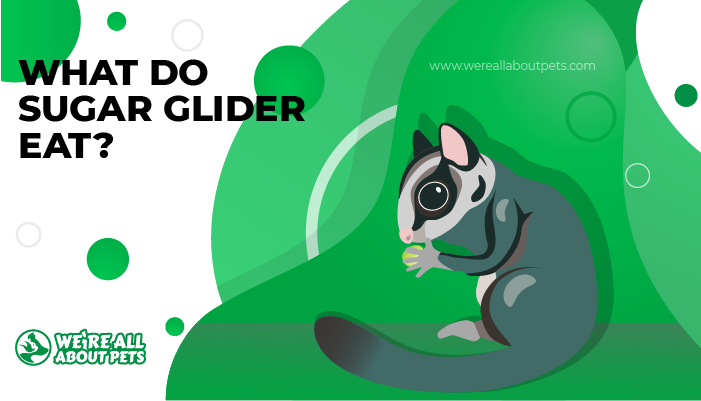 what do sglider eat