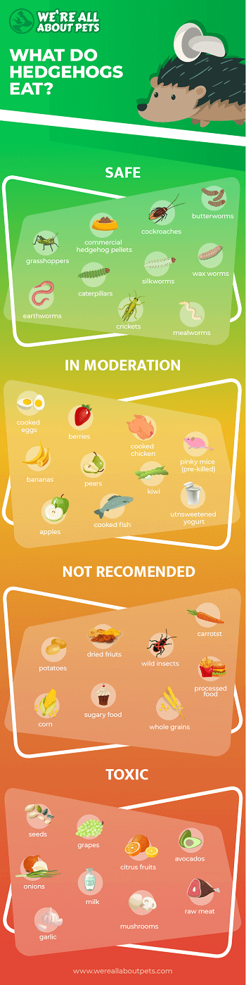 Safe and Unsafe Foods for Hedgehogs