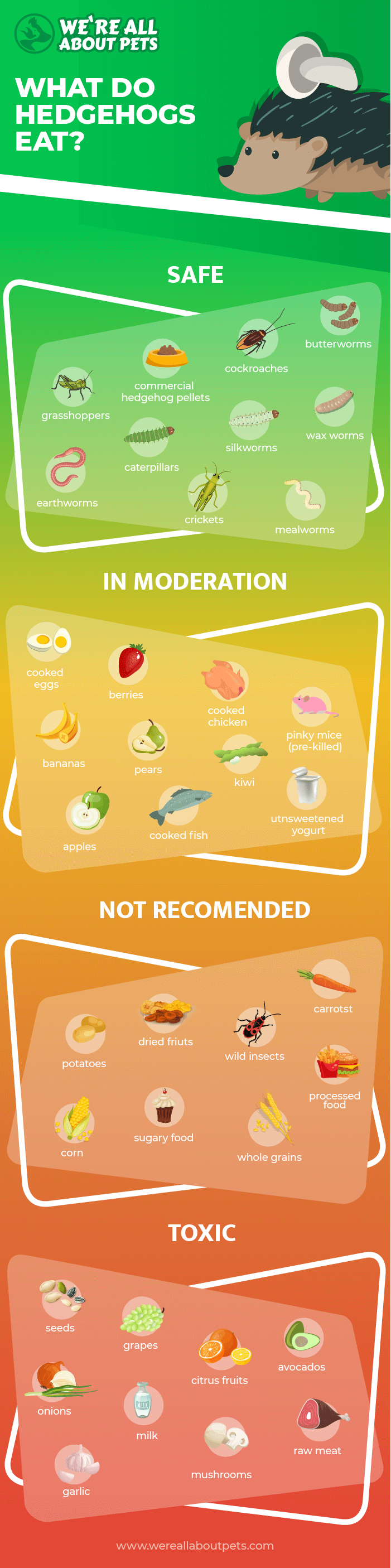 what hedgehogs eat