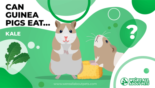 Can Guinea Pigs Eat Kale?
