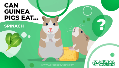 Can Guinea Pigs Eat Spinach?