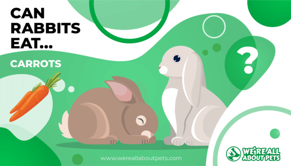 Can Rabbits Eat Carrots? - We're All About Pets