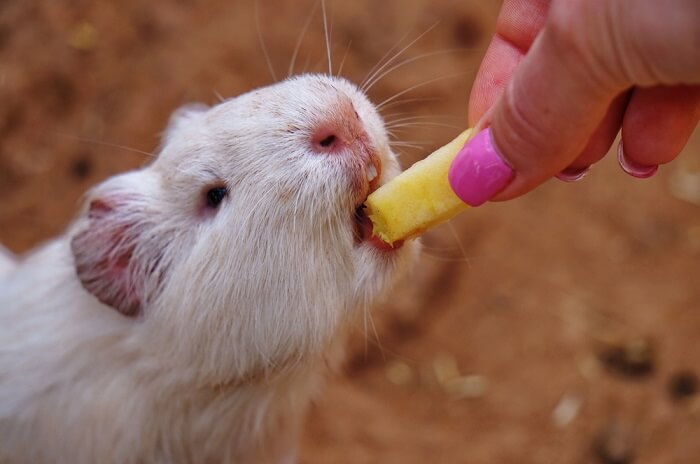 Pineapple for shop guinea pigs