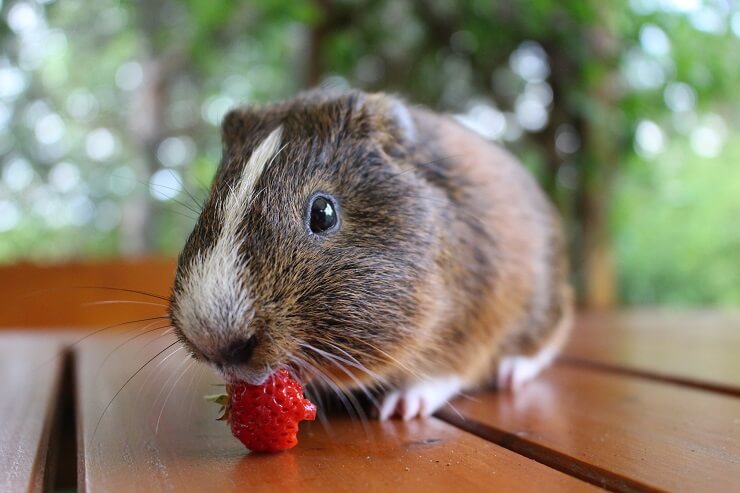 Do guinea shop pigs like strawberries