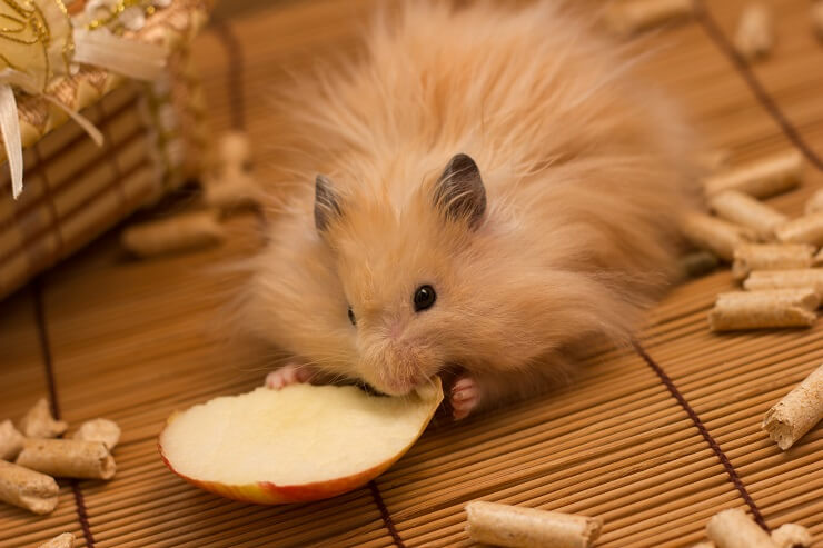 Hamsters eat hot sale apples