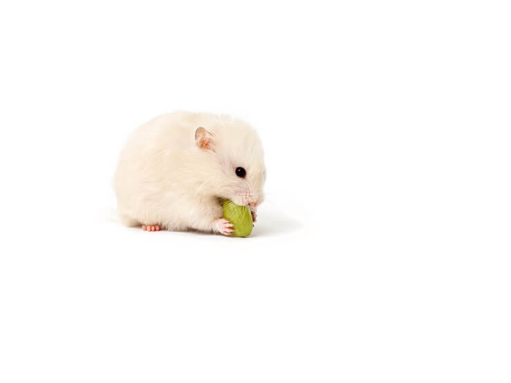 Can hamsters eat clearance grapes