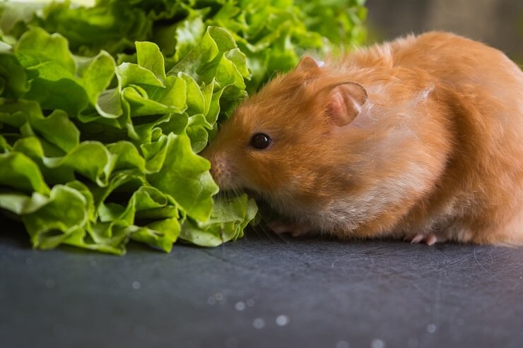 Can Hamsters Eat Lettuce We re All About Pets