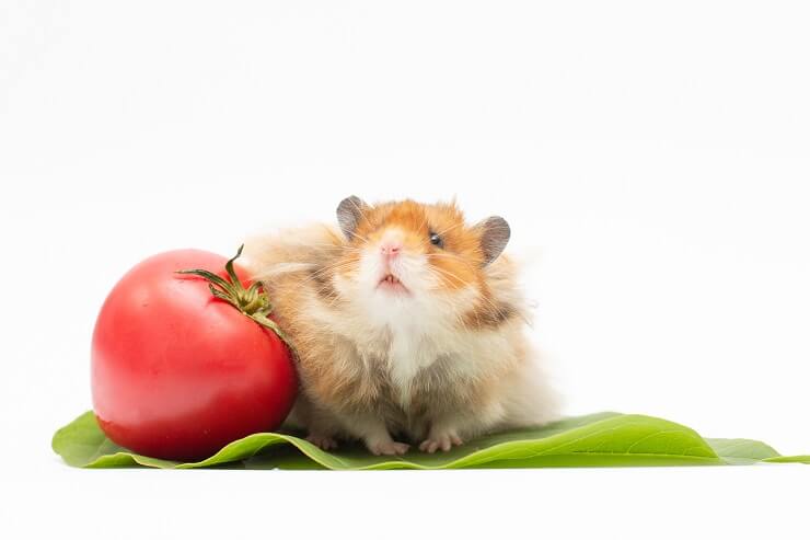 Are tomatoes good for hamsters sale