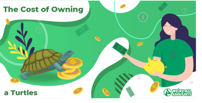 Cost of store owning a turtle