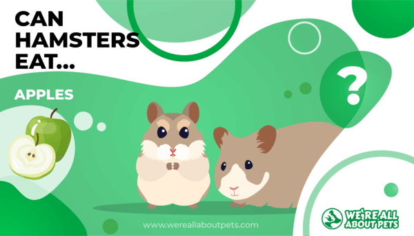 Can you feed hamsters apples sale