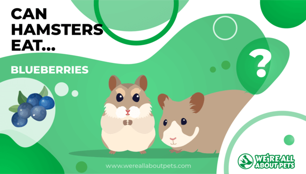 Can Hamsters Eat Blueberries?