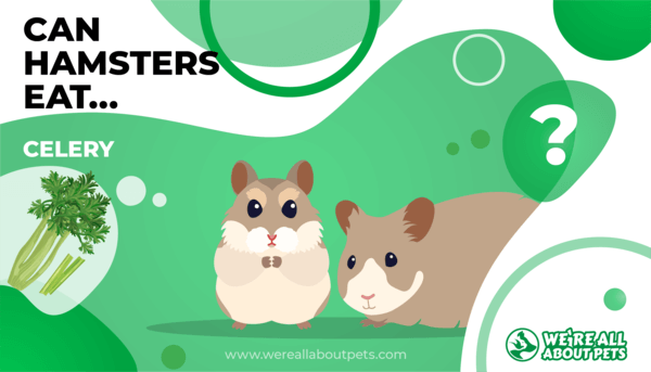 Can Hamsters Eat Celery? - We're All About Pets