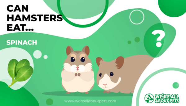 Can Hamsters Eat Spinach?