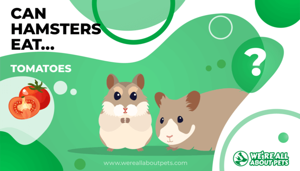 Can dwarf hamsters eat tomatoes hotsell