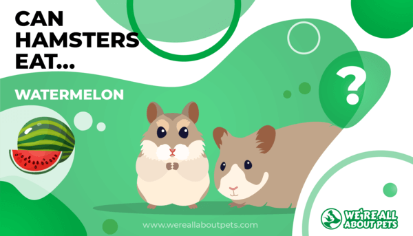 Can Hamsters Eat Watermelon?
