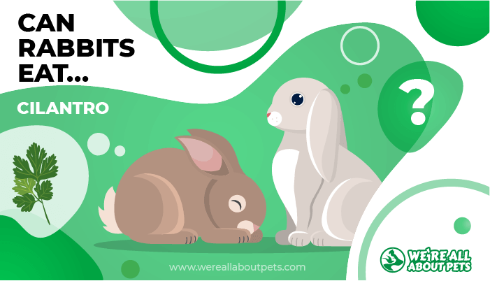 Can Rabbits Eat Cilantro?