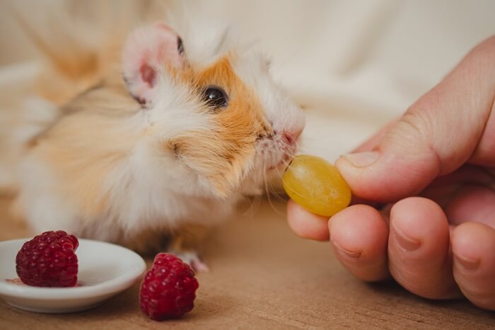 Do guinea outlet pigs like grapes