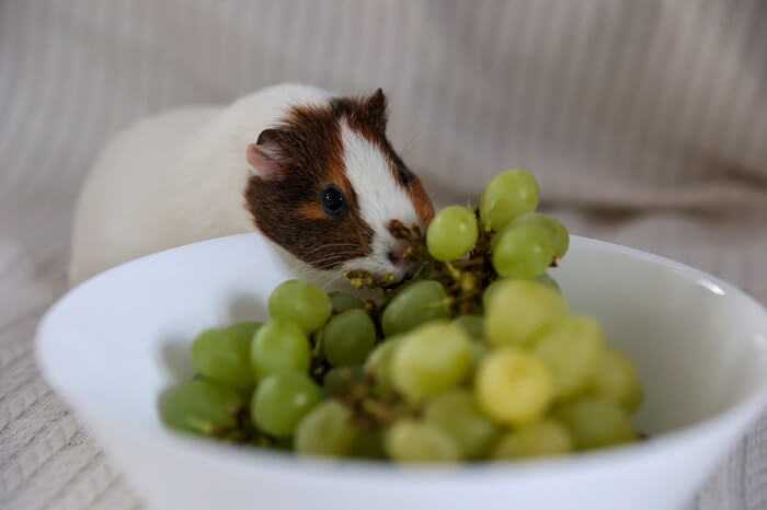 Can guinea pigs eat red clearance grapes