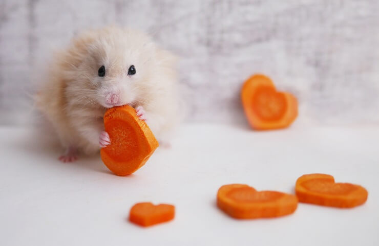 Can Hamsters Eat Carrots We Re All About Pets