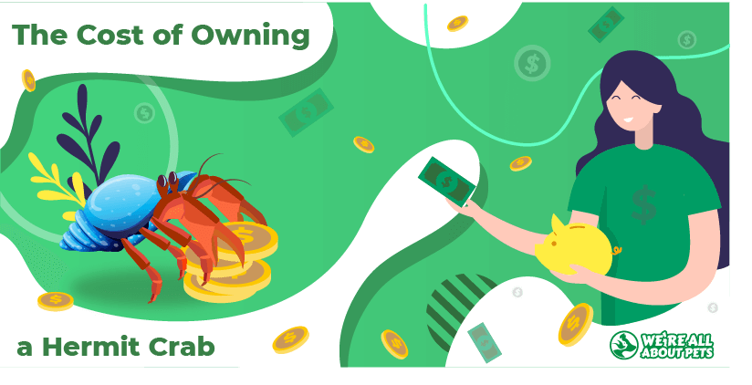 The Cost of Owning a Hermit Crab