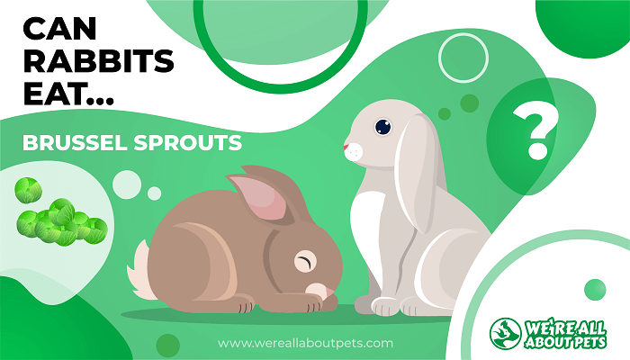 can-rabbits-eat-brussel-sprouts-we-re-all-about-pets