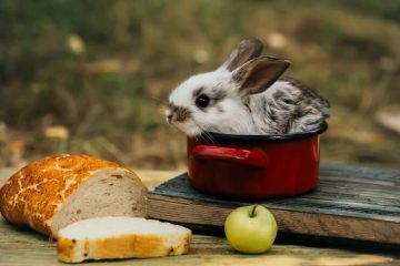 Can Rabbits Eat Bread? - We're All About Pets