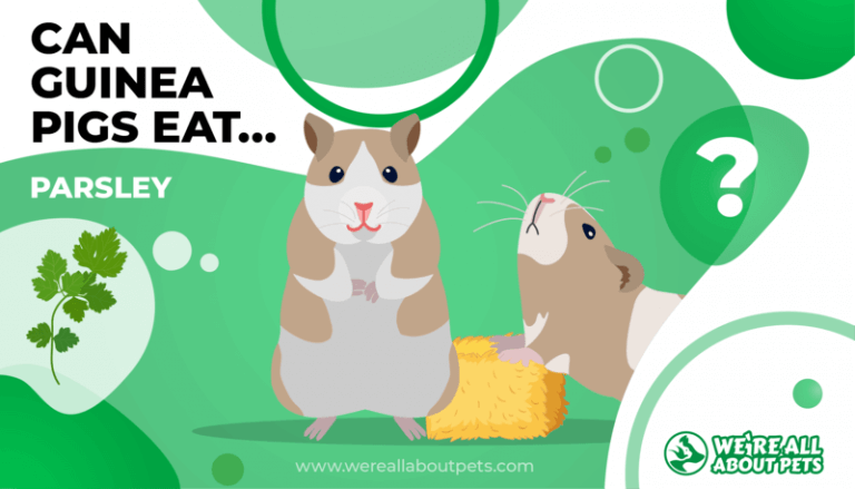 Can Guinea Pigs Eat Parsley?