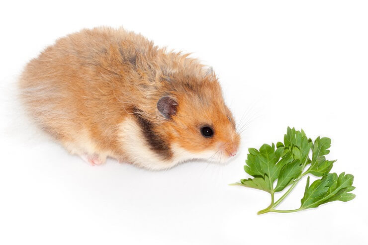 Can hamster 2025 eat parsley