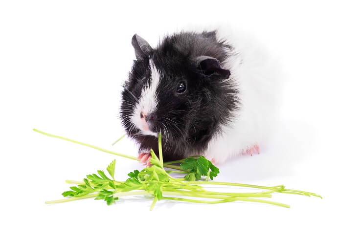 Can hamsters 2024 eat parsley