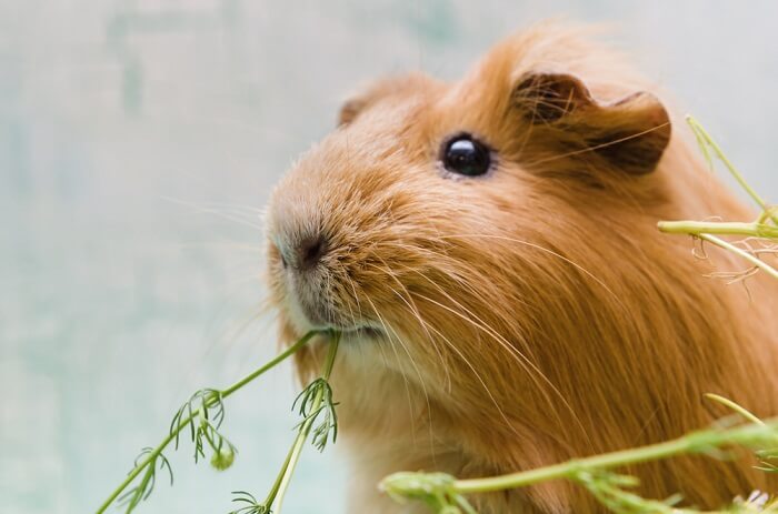 can-guinea-pigs-eat-grass-we-re-all-about-pets