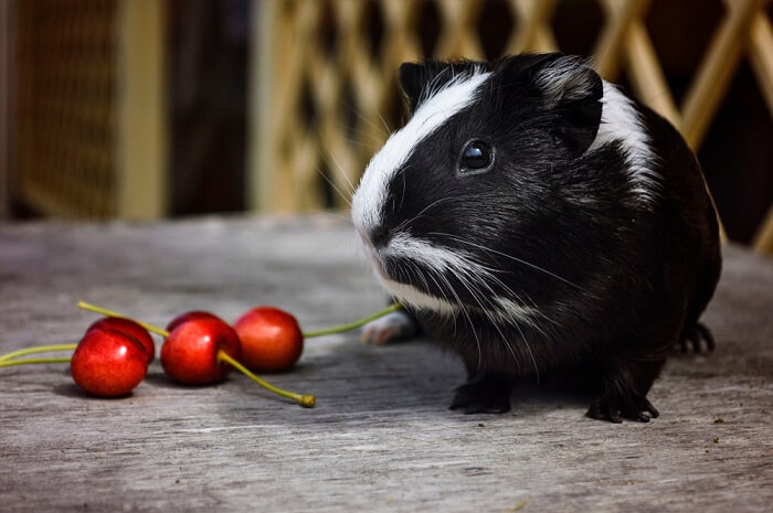 Guinea pig clearance cherry