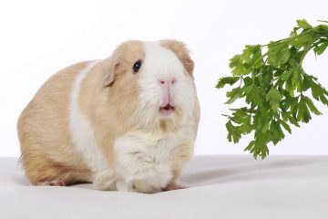 Curated visual reference: Can Guinea Pigs Eat Parsley We Re All About Pets Photo Inspiration