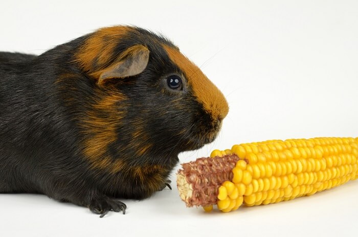 Do guinea shop pigs eat sweetcorn