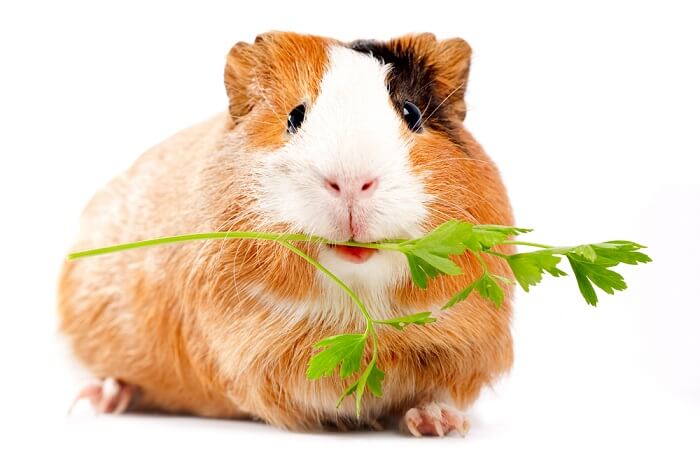 How much parsley can guinea pigs eat best sale